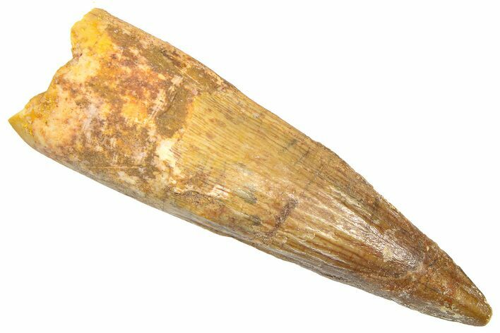 Fossil Spinosaurus Tooth - Real Dinosaur Tooth #361280
